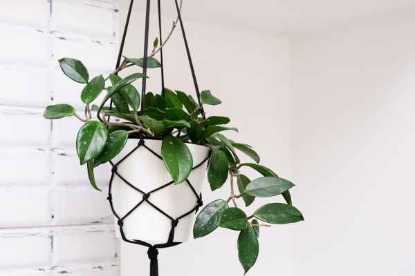 Hanging Planters  To Accessorize A Kitchen Counter