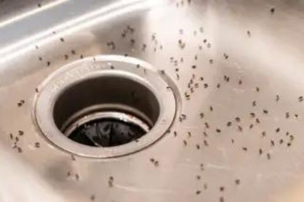 How To Get Rid Of Ants In Kitchen Sink Drain